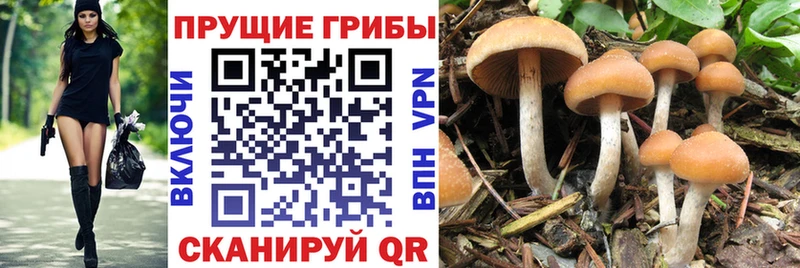 Галлюциногенные грибы ЛСД  Купить закладки  Новопавловск 